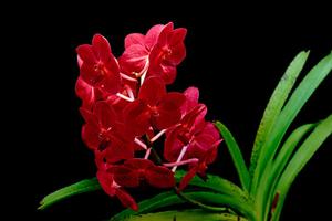 Vanda John De Biase