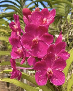 Vanda John De Biase