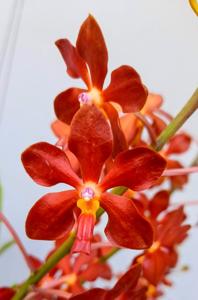 Vanda Sarasiri