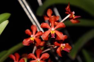 Vanda Sarasiri