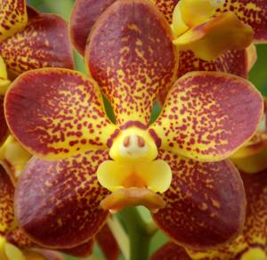 Vanda Wanna