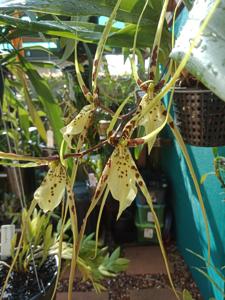 Brassia Memoria Fritz Boedeker