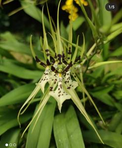 Brassia Memoria Fritz Boedeker