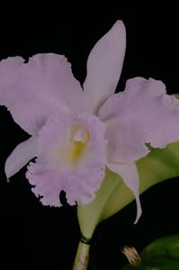 Rhyncholaeliocattleya Thalie