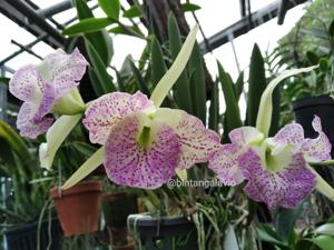 Brassocattleya Udom Fantasy