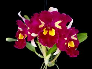 Rhyncholaeliocattleya Chinese Beauty