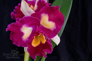 Rhyncholaeliocattleya Chinese Beauty