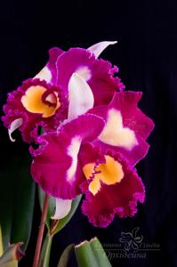 Rhyncholaeliocattleya Chinese Beauty