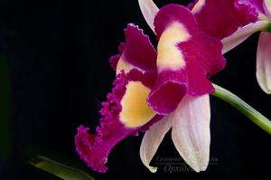 Rhyncholaeliocattleya Chinese Beauty