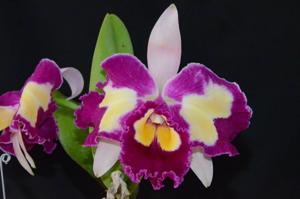 Rhyncholaeliocattleya Chinese Beauty