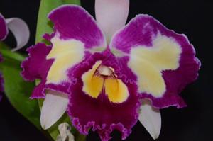 Rhyncholaeliocattleya Chinese Beauty