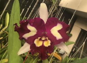 Rhyncholaeliocattleya Chinese Beauty