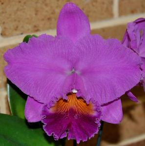 Rhyncholaeliocattleya Dundas