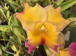 Rhyncholaeliocattleya Frank Fordyce