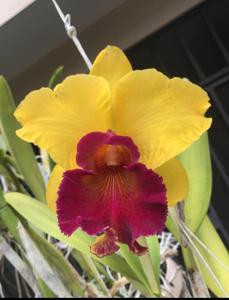 Rhyncholaeliocattleya Gladys Oumae