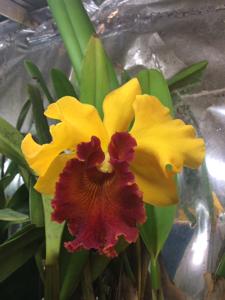 Rhyncholaeliocattleya Gladys Oumae