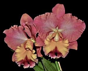 Rhyncholaeliocattleya Goldenzelle