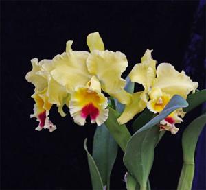 Rhyncholaeliocattleya Goldenzelle