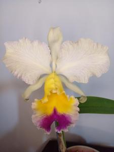 Rhyncholaeliocattleya Goldenzelle
