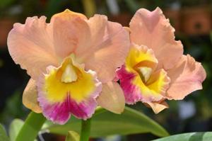 Rhyncholaeliocattleya Goldenzelle