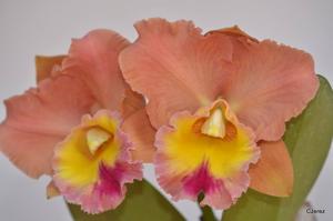 Rhyncholaeliocattleya Goldenzelle