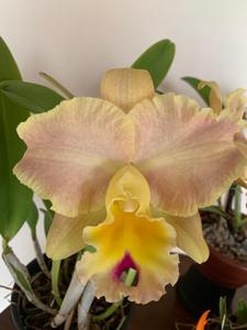 Rhyncholaeliocattleya Goldenzelle