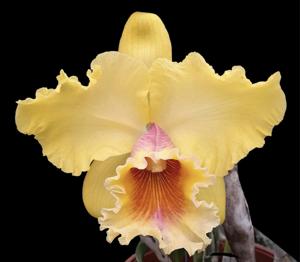 Rhyncholaeliocattleya Goldenzelle