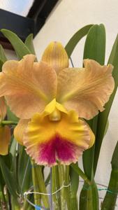 Rhyncholaeliocattleya Goldenzelle