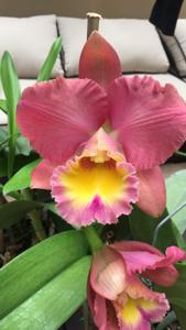 Rhyncholaeliocattleya Goldenzelle