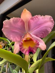 Rhyncholaeliocattleya Goldenzelle