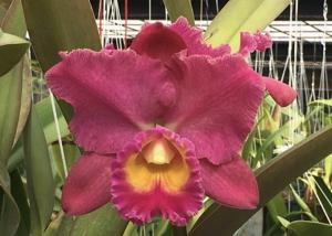 Rhyncholaeliocattleya Goldenzelle