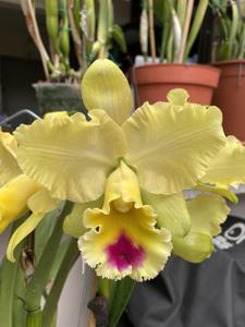 Rhyncholaeliocattleya Goldenzelle