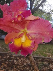 Rhyncholaeliocattleya Goldenzelle