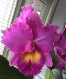 Rhyncholaeliocattleya Goldenzelle