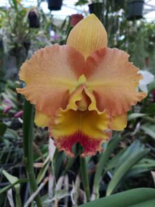 Rhyncholaeliocattleya Goldenzelle