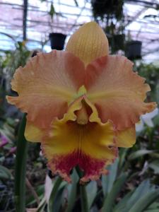 Rhyncholaeliocattleya Goldenzelle