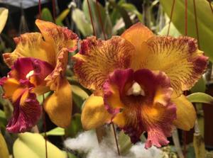 Rhyncholaeliocattleya Hausermann's Starfire