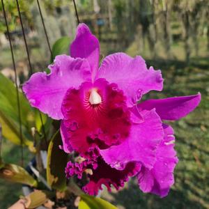 Rhyncholaeliocattleya Lucky Man