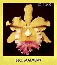 Rhyncholaeliocattleya Malvern