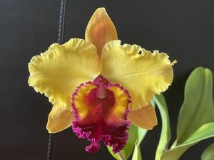 Rhyncholaeliocattleya Mount Isa