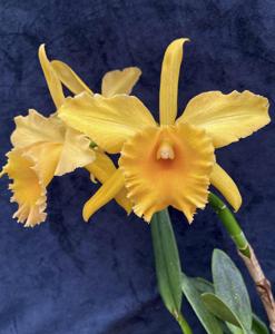 Rhyncholaeliocattleya Orange Glory