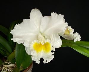 Rhyncholaeliocattleya Orglade's Taffeta