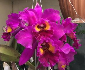 Rhyncholaeliocattleya Purple Ruby