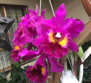 Rhyncholaeliocattleya Purple Ruby