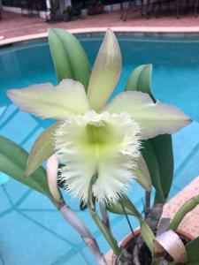 Rhyncholaeliocattleya Rio's Green Magic