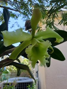 Rhyncholaeliocattleya Ruben's Verde