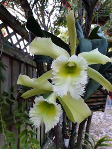 Rhyncholaeliocattleya Ruben's Verde