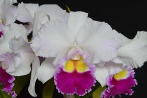 Rhyncholaeliocattleya Satomi