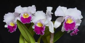 Rhyncholaeliocattleya Satomi