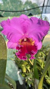 Rhyncholaeliocattleya Tribute